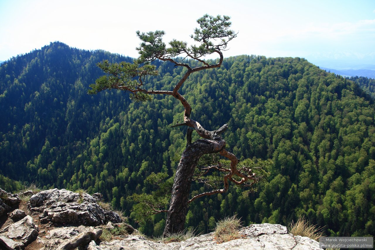 Pieniny - Sokolica